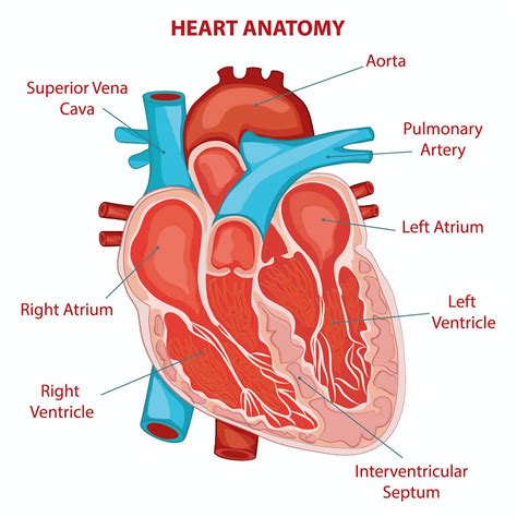 Tom Petty died from a cardiac arrest – what makes this different to a ...