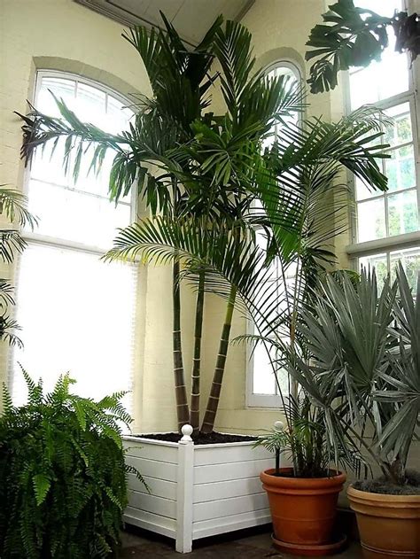 14 of the Best Indoor Palm Trees for a Tropical Vibe