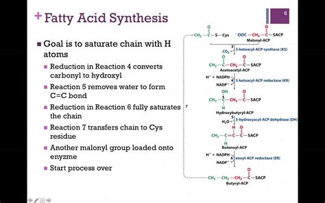 127-Fatty Acid Synthesis - YouTube