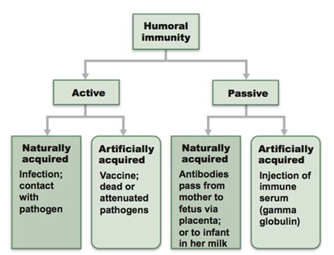 Passive and Active Immunity - Science w/ Susanna Flashcards | Quizlet