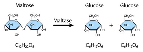 Maltase: Enzyme, Structure & Mechanism