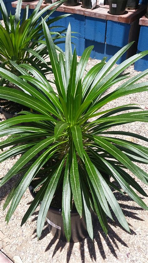 Madagascar Palm - Harlow Gardens