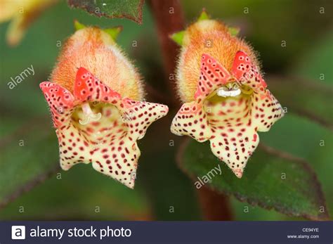 Gesneriaceae Flowers, Wilson Botanical Gardens, San Vito, Costa Rica Stock Photo - Alamy