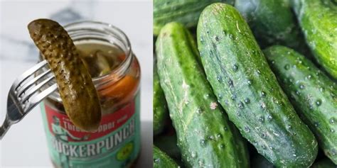 Gherkins vs Pickles: Are They The Same? - ButteryPan