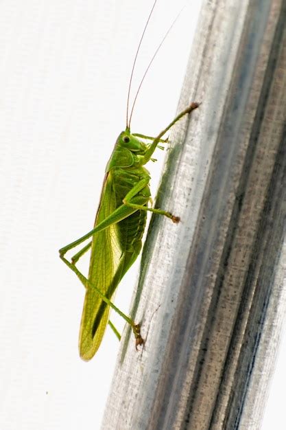 200+ Tettigoniidae Pictures