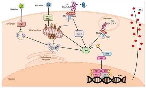 IJMS | Free Full-Text | Unlocking STING as a Therapeutic Antiviral Strategy