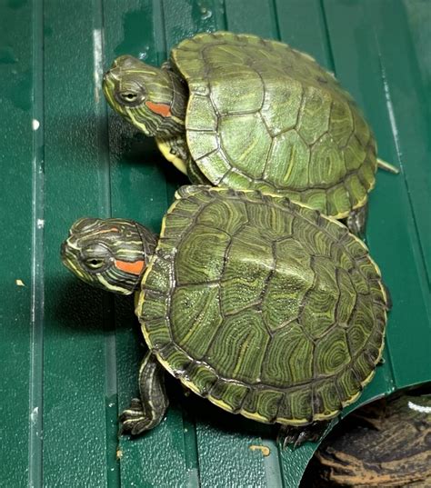 two small turtles sitting on top of a green bench