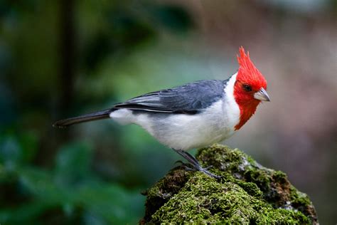 Brazilian Cardinal – AZ Birds