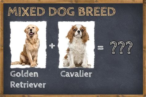 Golden Retriever Cavalier Mix (Golden Cavalier) Info, Pictures, & Facts | ZooAwesome