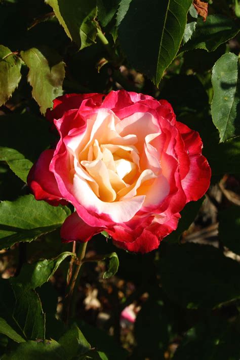 Red And White Rose Free Stock Photo - Public Domain Pictures