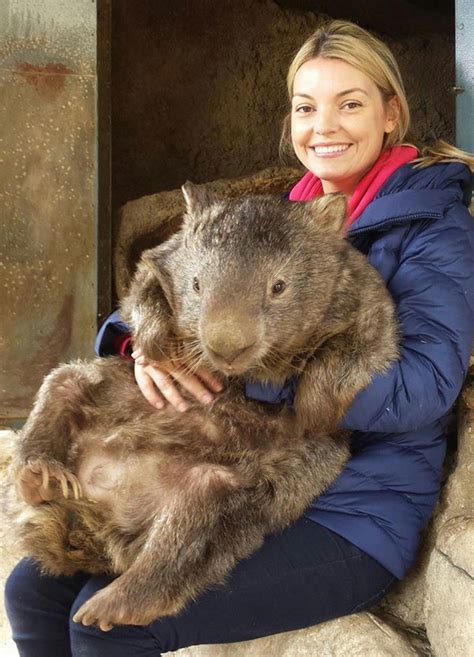 Meet Patrick, the World’s Oldest and Largest Living Wombat » TwistedSifter