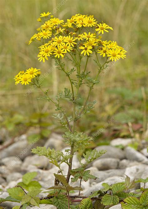 Ragwort (Senecio jacobaea) - Stock Image - B640/1311 - Science Photo Library