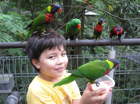 Jurong Bird Park 13 | Bird, Cool pictures, Animals