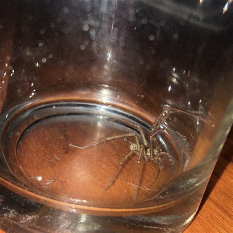 Got you at last! | This Giant house spider "Eratigena atrica… | Flickr