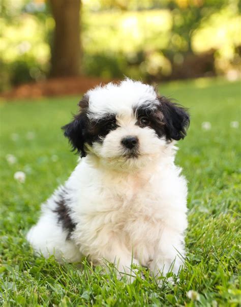 Shih-Poo Studs | Lancaster Puppies