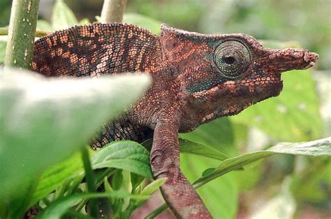 Chameleon, Ranomafana, Madagascar travel photos — Hey Brian?