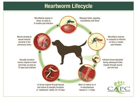 What Are The Final Stages Of Heartworms In Dogs