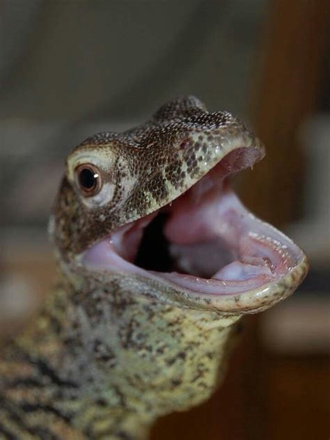 Baby komodo dragon | Komodo dragon, Cute reptiles, Cute little animals