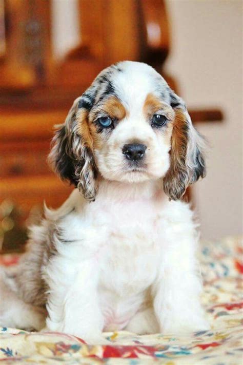 Cocker Spaniel Colors Pictures