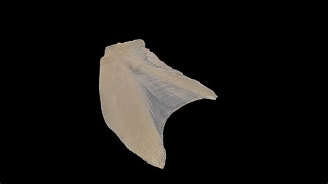 Cod (Gadus morhua) Opercular - Download Free 3D model by 4-OCEANS Virtual Reference Collection ...