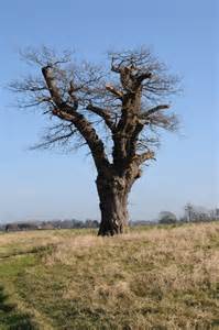Oak tree © Philip Halling :: Geograph Britain and Ireland