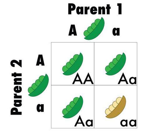 Gregor Mendel Punnett Square