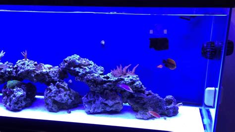 Brief update on 50 gallon saltwater tank - YouTube