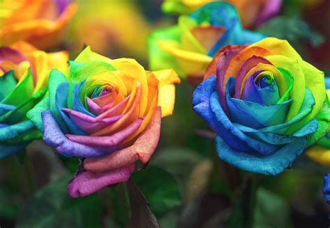 How to Create Rainbow Roses