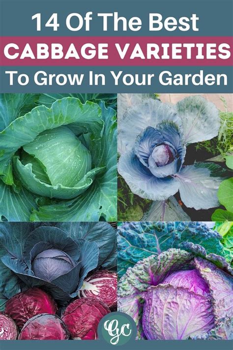 14 Different Types Of Cabbage Varieties For Your Garden - Gardening Chores