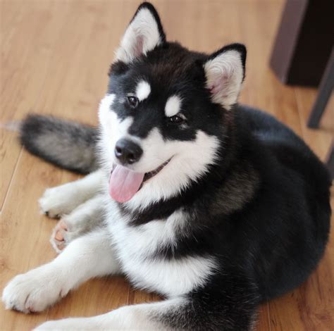 About the Pomsky, Pomeranian Husky Mix | Dog breeds, Malamute puppies, Alaskan malamute puppies