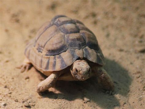 Egyptian Tortoise - Profile, Food, Care, Facts - VIVO Pets