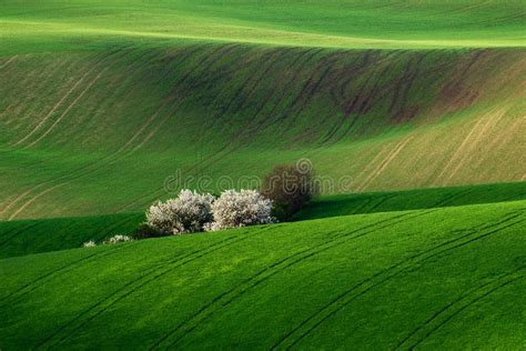 Detail of South Moravian Field, Czech Republic. Stock Photo - Image of blue, farmland: 116669396