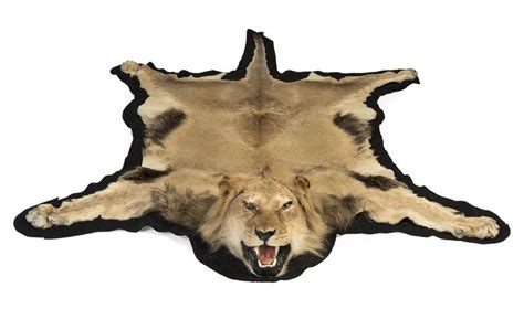 Mid-century Male Lion Skin Rug - Natural History - Industry Science ...