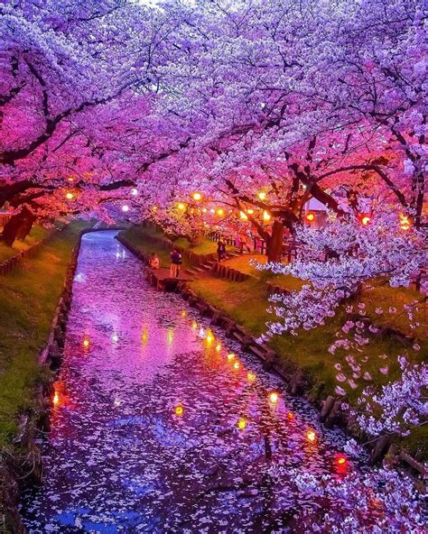 Cherry Blossom petals floating on The Shingashi River | Beautiful landscapes, Nature photography ...