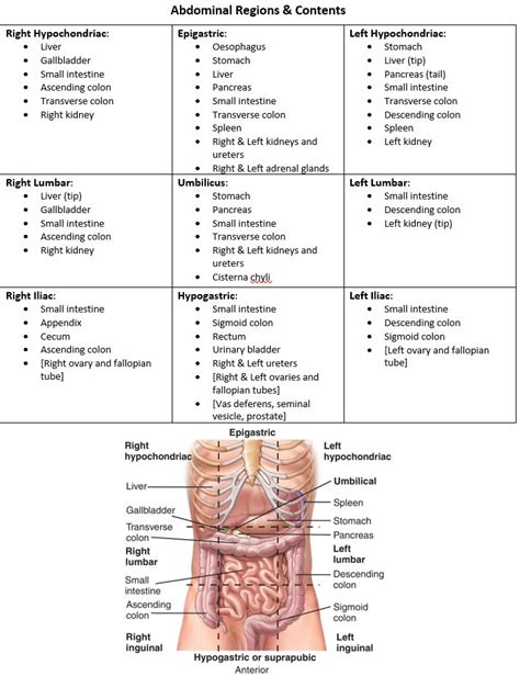 Abdominal regions and contents | Diagnostic medical sonography, Medical school essentials, Basic ...