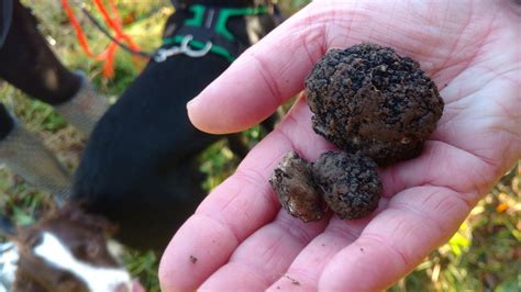 Scientist roots out how to grow truffles | Scotland | The Times