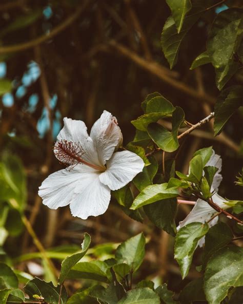 Different Ways to Propagate a Hibiscus Plant — PlantWorksNYC