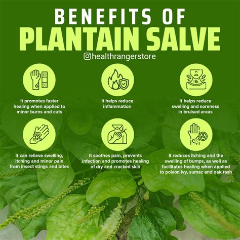 Benefits of Plantain Salve | Health education, How to apply, Inflammation