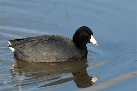 American Coot, Fulica americana - The black “duck” with a white beak is ...