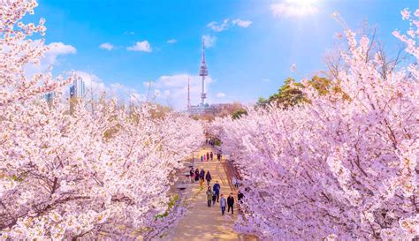 South Korea Cherry Blossom Forecast (2024): When & Where