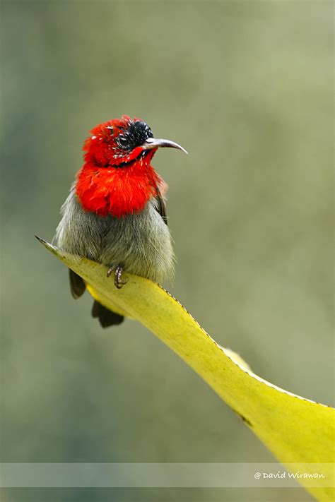 Crimson Sunbird - Singapore Geographic