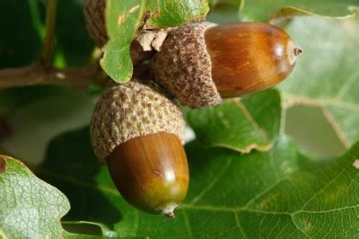 Acorns and Oak Trees - Jeff Nischwitz