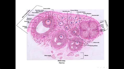 Female reproductive system part 2: ovulation, corpus luteum and ...