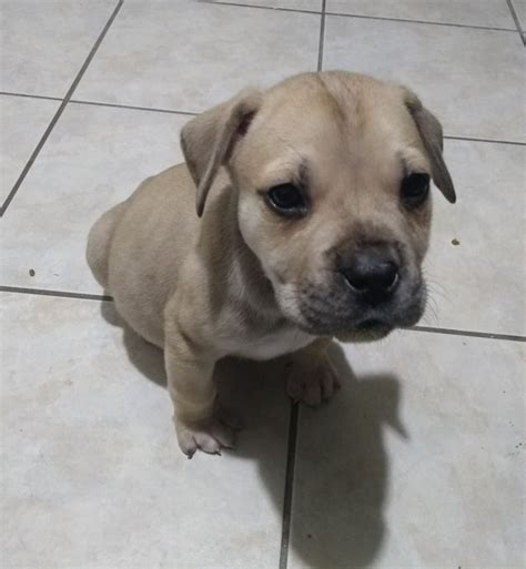 My Boerboel puppy after I had her for two days. She's 8 weeks here. : Boerboels