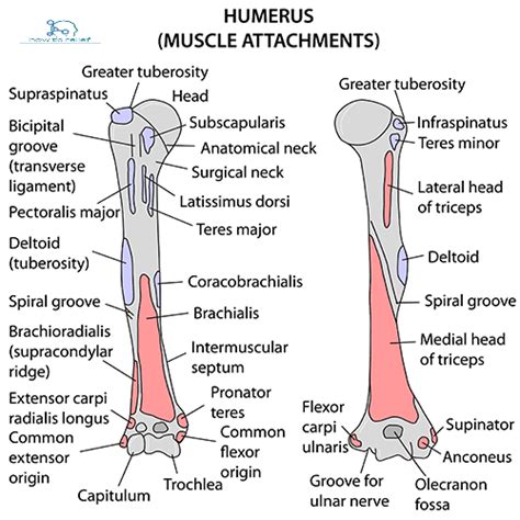 Humerus Anatomy : Bony Landmarks & Muscle Attachment » How To Relief