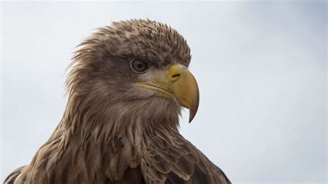 Animals in the Alps - Mountain Animals and Where You Can Find Them