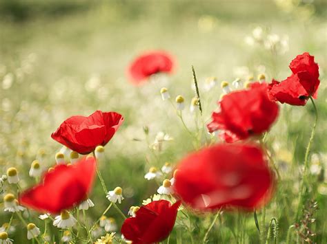 wallpapers: Poppy Flowers Desktop Wallpapers