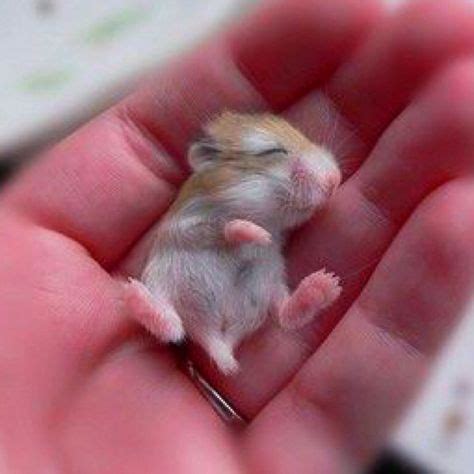 11 Cute gerbils ideas | gerbil, cute animals, pets