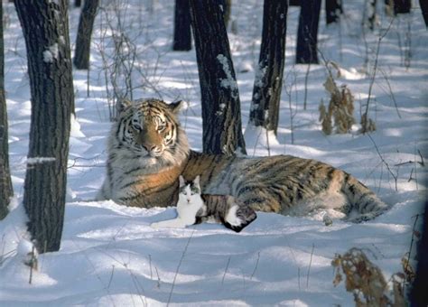 Tigers in the Snow - The Tiniest Tiger