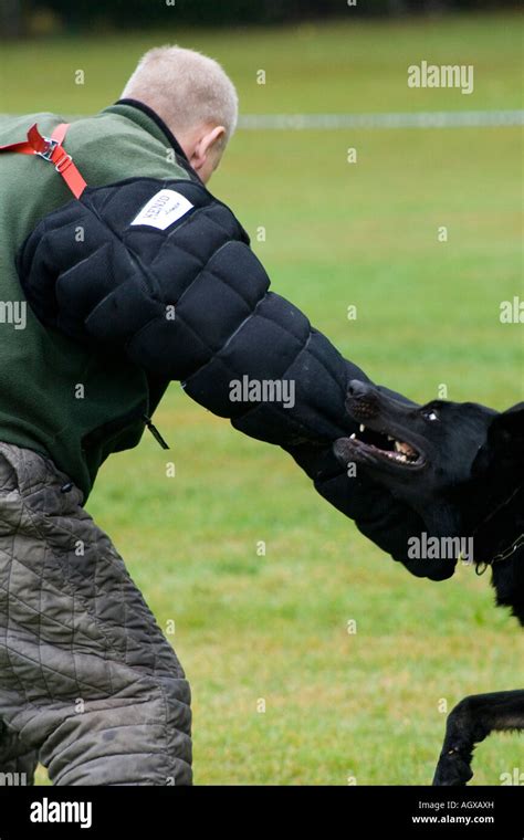 Training of police dog Stock Photo - Alamy